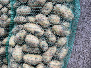 Selling new potatoes available 10 tons
