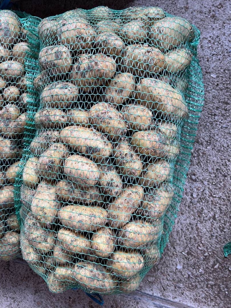 Selling new potatoes available 10 tons