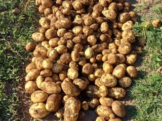 I sell new potatoes, extra early, Carrera. I harvest