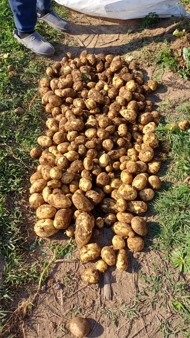 I sell new potatoes, extra early, Carrera