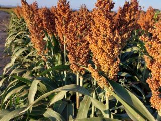 We're looking to sell 1200t of red Sorghum from