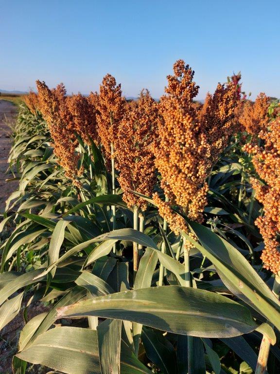 We're looking to sell 1200t of red Sorghum from Zambia