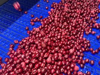 IQF FROZEN SOUR CHERRY with pit, without pit (BONE)
