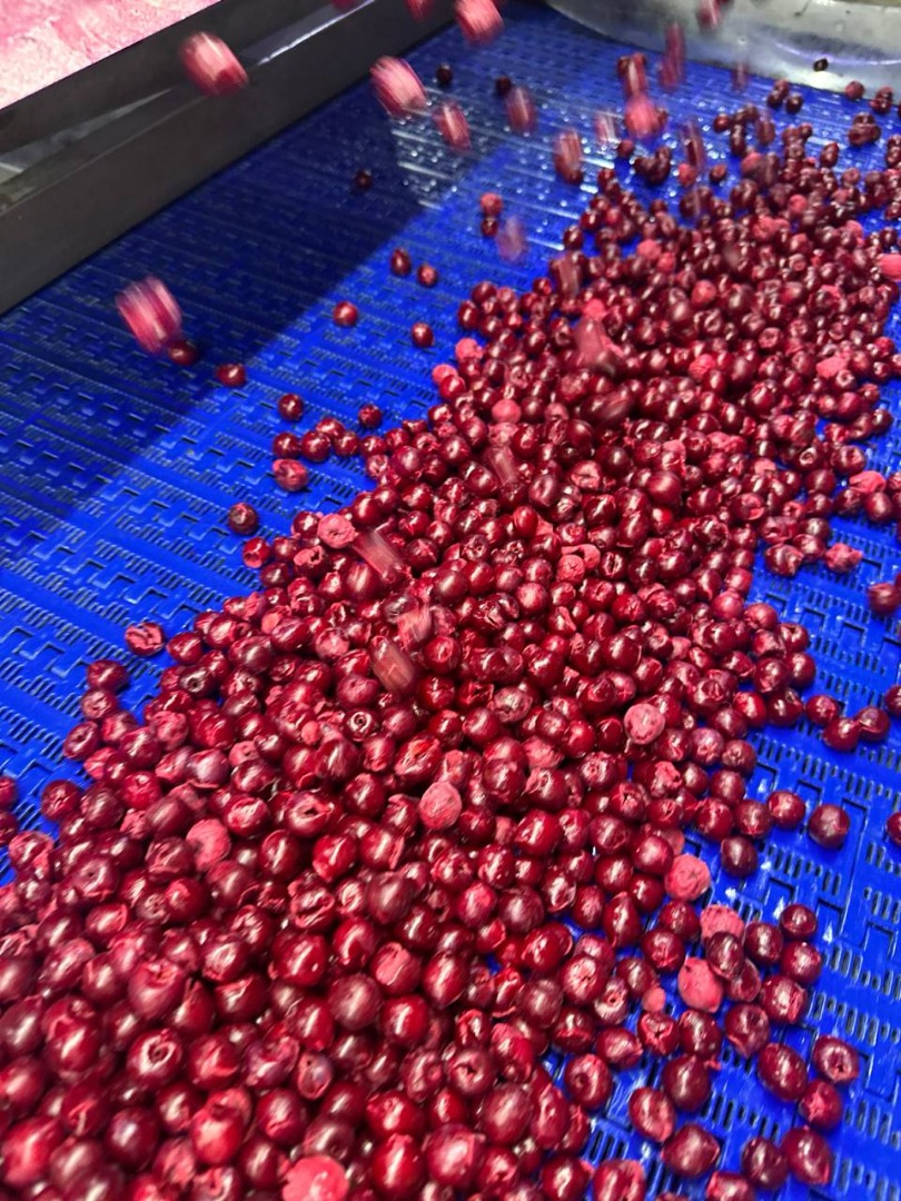 IQF FROZEN SOUR CHERRY with pit, without pit (BONE) IQF FROZEN SOUR CHERRY PITTED IQF FROZEN SOUR CHERRIES IQF FROZEN APRICOT IQF FROZEN PLUMS IQF FROZEN MELON