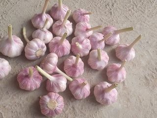 Dried Garlic 2025 Start Export from Uzbekistan red garlic