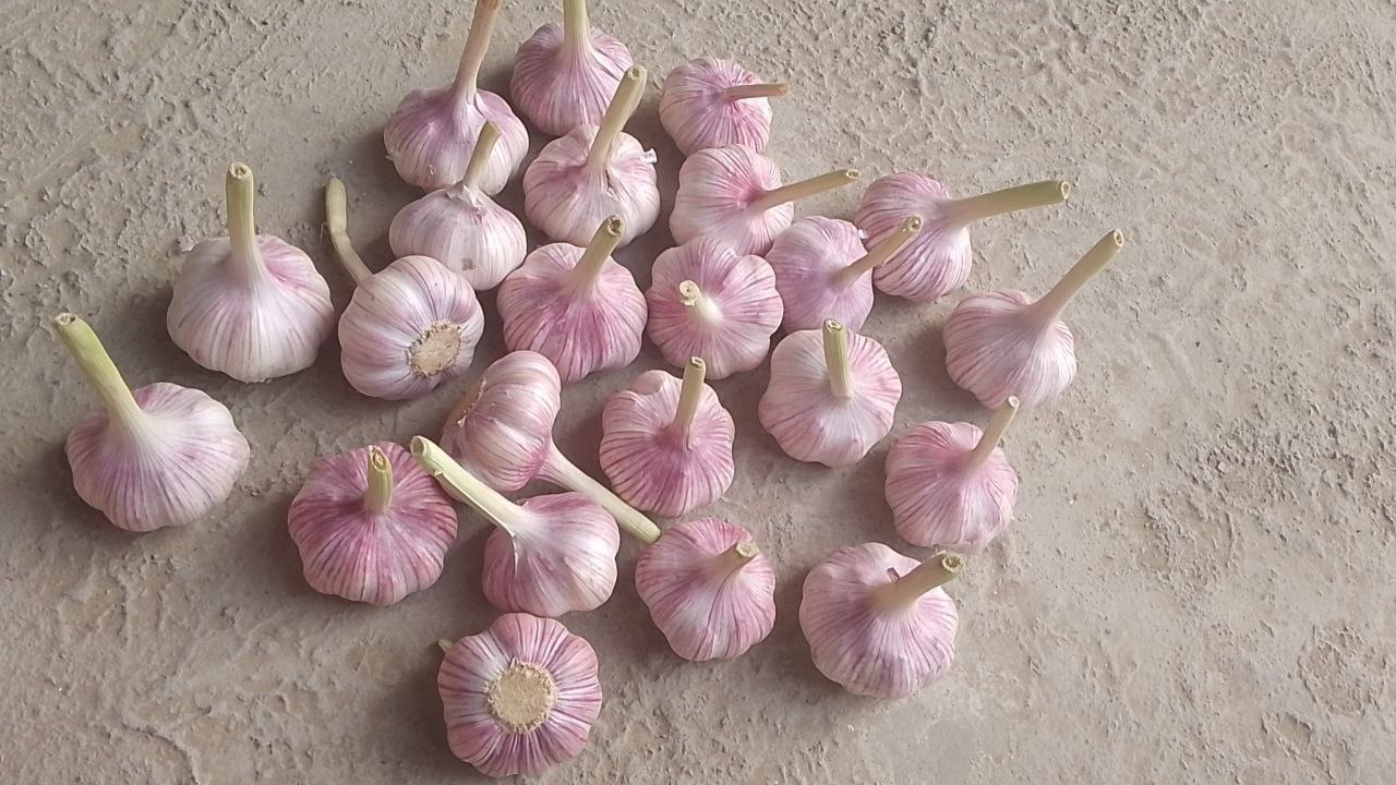 Dried Garlic 2025 Start Export from Uzbekistan red garlic white garlic violet garlic Size 50mm+ Size 60mm+ Size 70mm+ Packing Plastic box Paper box Net 3 untis