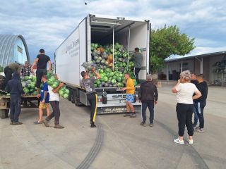 I sell cabbage 2-4 Kg, quantity 200 tons. Only