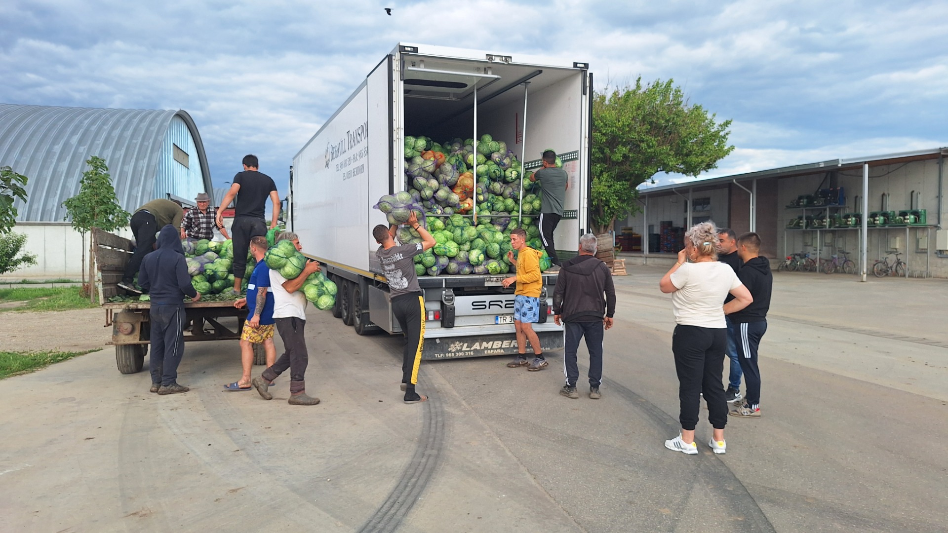I sell cabbage 2-4 Kg, quantity 200 tons