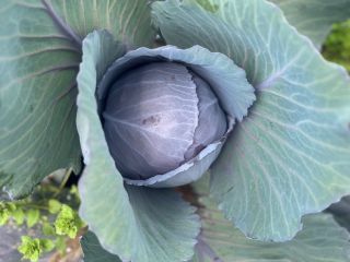I sell fresh red cabbage (cut to order only).