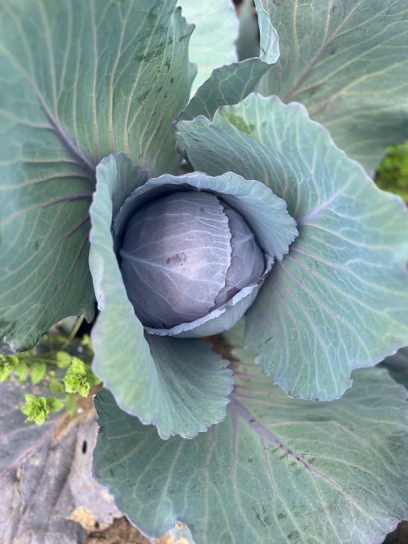 I sell fresh red cabbage (cut to order only)