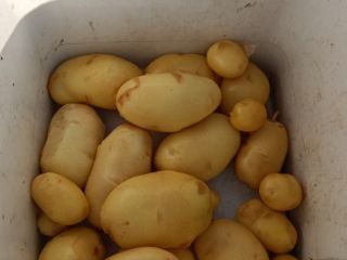 Fresh potatoes variety Agata.