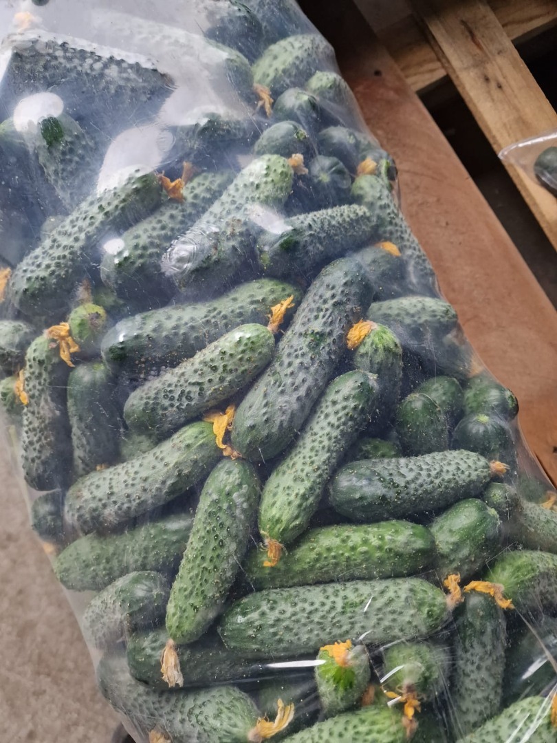 The Romanian company CIOCAN FLOPAT PROMARK SRL, with many years of experience in the market, offers fresh cucumbers for market, processing, pickling, or