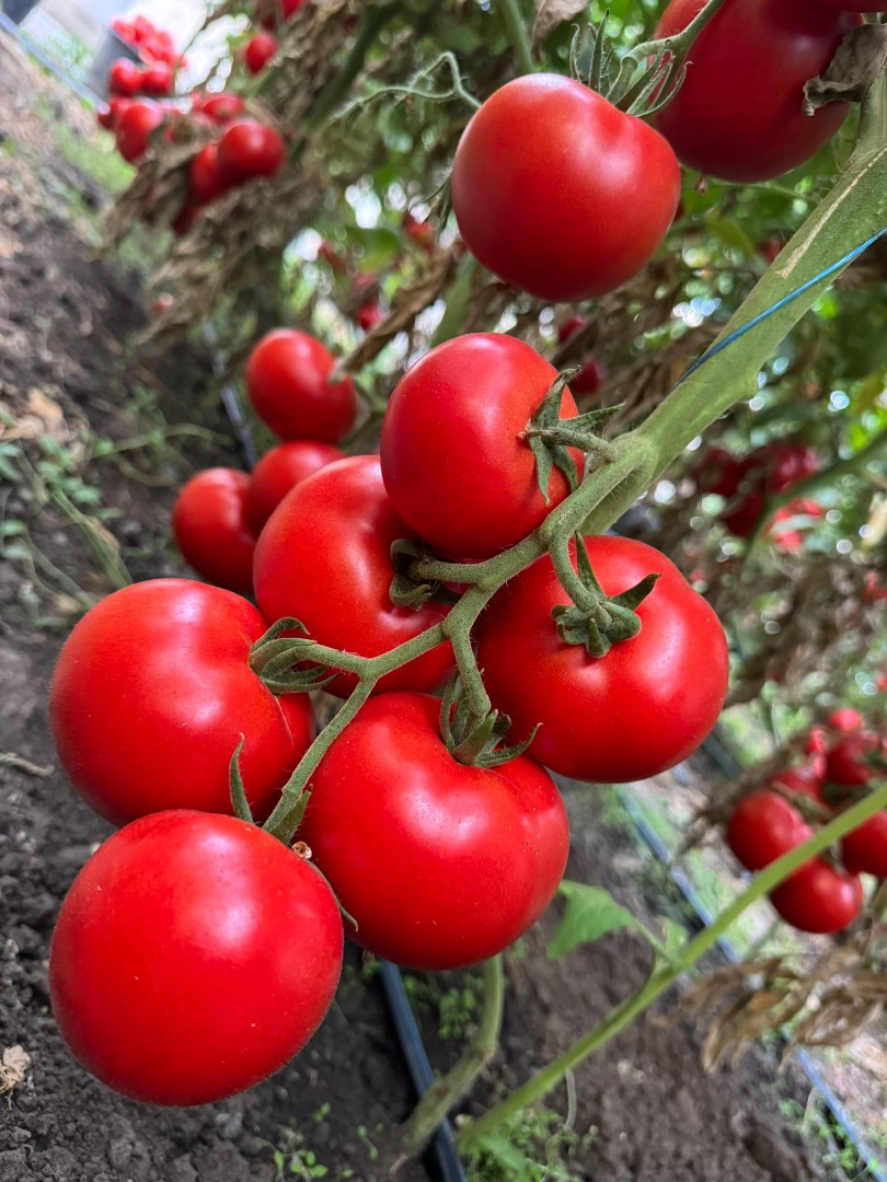 The Romanian company CIOCAN FLOPAT PROMARK SRL, with many years of experience in the market, offers young potatoes and other vegetables for the market with a