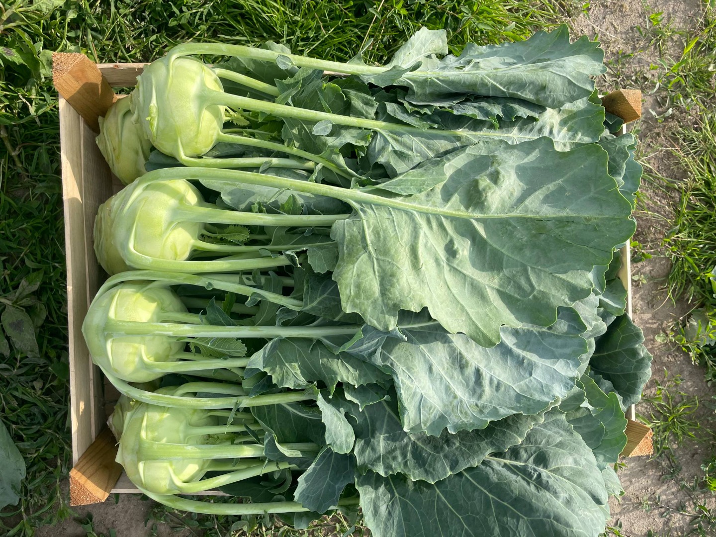 I will sell beautiful kohlrabi
