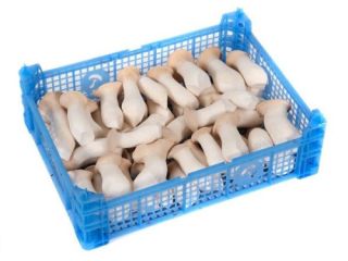Fresh eryngii (Oyster mushroom) for sale. Various sizes. Please