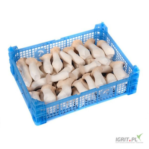 Fresh eryngii (Oyster mushroom) for sale