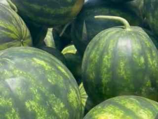 GREEK WATERMELON SELIN and BOSTANA – WHOLESALE. Direct import
