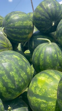GREEK WATERMELON SELIN and BOSTANA – WHOLESALE