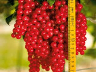 Product: Currants (black or red) – fresh, hand-selected Packaging: