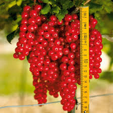 Product: Currants (black or red) – fresh, hand-selected Packaging: 250g casserole, sealed, labeled (possibly customizable) Available quantity: 1 – 5 tons /