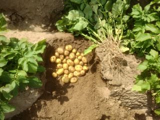 Colomba new potatoes