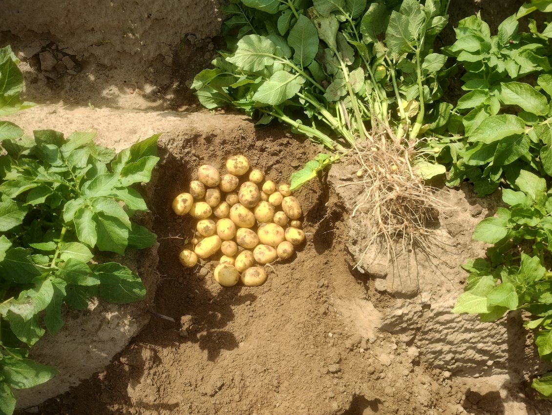 Colomba new potatoes