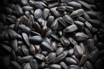 We sell sunflower with basic indicators, oil content 45%, price 480 euros, quantity up to 500 tons
