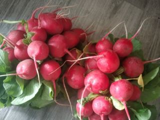 Hello.. I will sell radishes from my own cultivation.