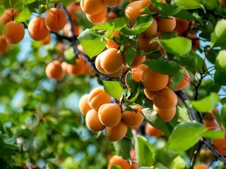 I buy apricots in large quantities, for freezing purposes,