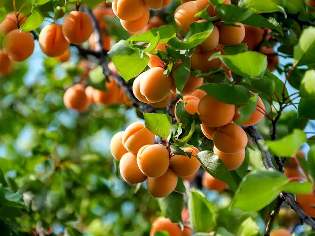 I buy apricots in large quantities, for freezing purposes, for industry
