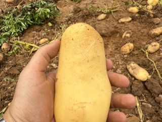 Noha quality potato for sale 1 tlf