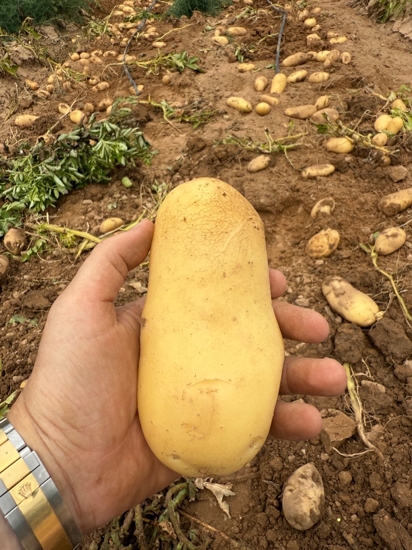 Noha quality potato for sale 1 tlf