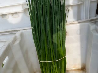 I will sell chives parade, can be sold in