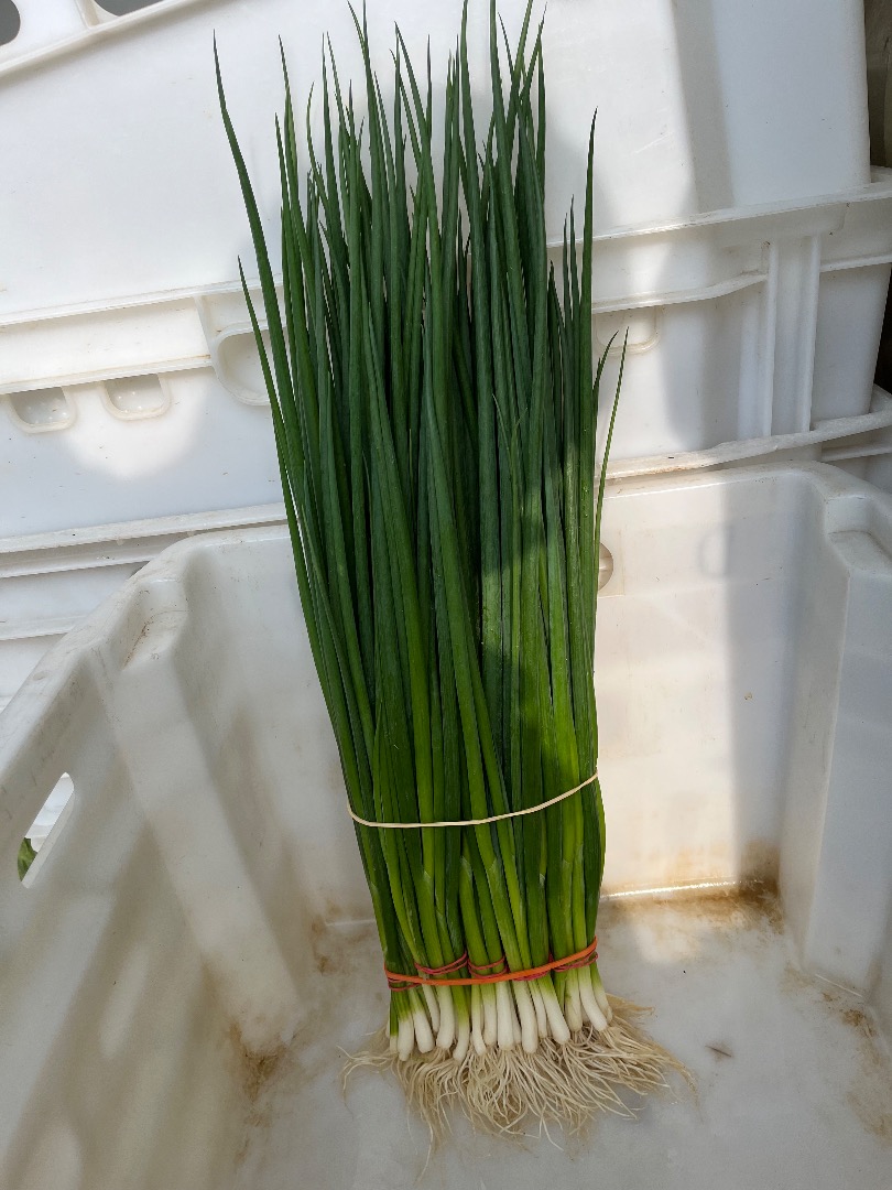 I will sell chives parade, can be sold in bunches or by kilograms