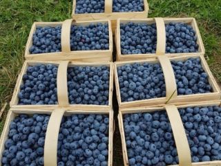 I will sell fresh blueberries straight from the plantation.