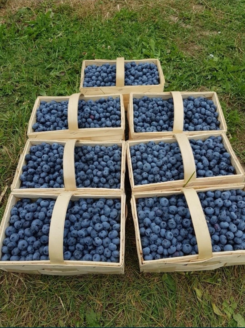 I will sell fresh blueberries straight from the plantation