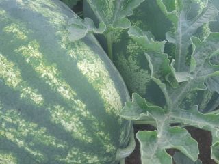 Watermelon, very sweet, from the Skadar Lake region. An