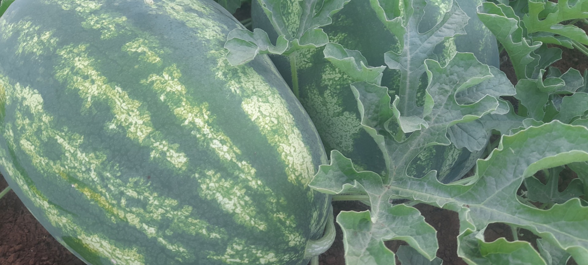 Watermelon, very sweet, from the Skadar Lake region