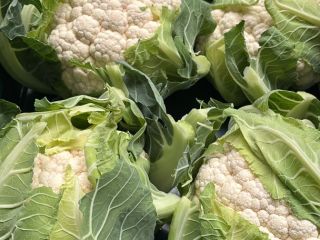For sale fresh cauliflower 6pcs/box. About 30 pallets of