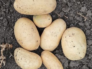 I sell new yellow Riviera and Carrera potatoes uncalibrated