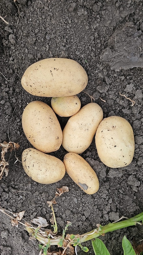 I sell new yellow Riviera and Carrera potatoes uncalibrated in raffia or BB bags