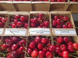 Polish Carmen cherries straight from the tree - fresh,