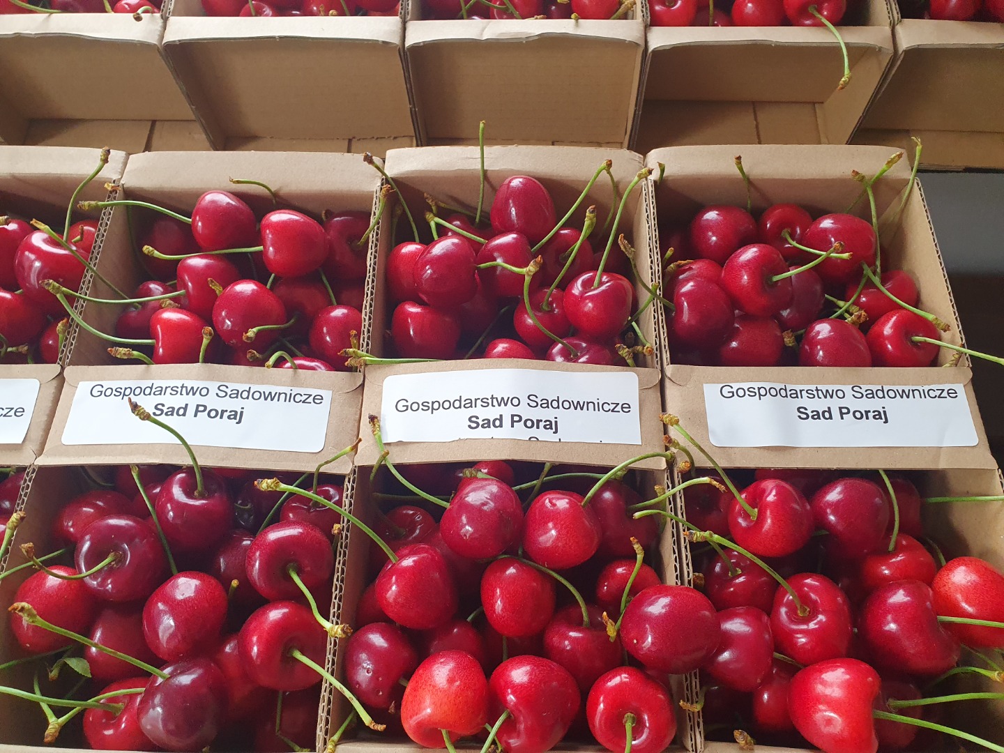 Polish Carmen cherries straight from the tree - fresh, sweet, from the farmer! We invite you to buy juicy, Polish cherries, picked by hand just before shipping
