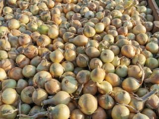 Selling onions Sorted 5-7, 5-8, 7+ Polish product, with