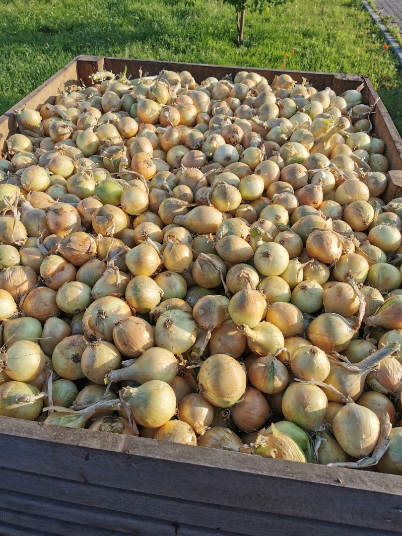 Selling onions Sorted 5-7, 5-8, 7+ Polish product, with nice skin Packed in 5kg, 10kg, 15kg bags or big bags