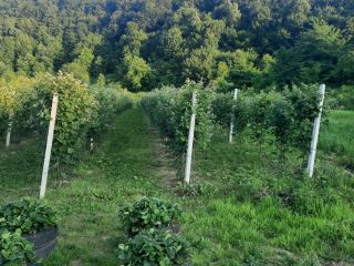 I am selling Chester blackberries - organic - (no