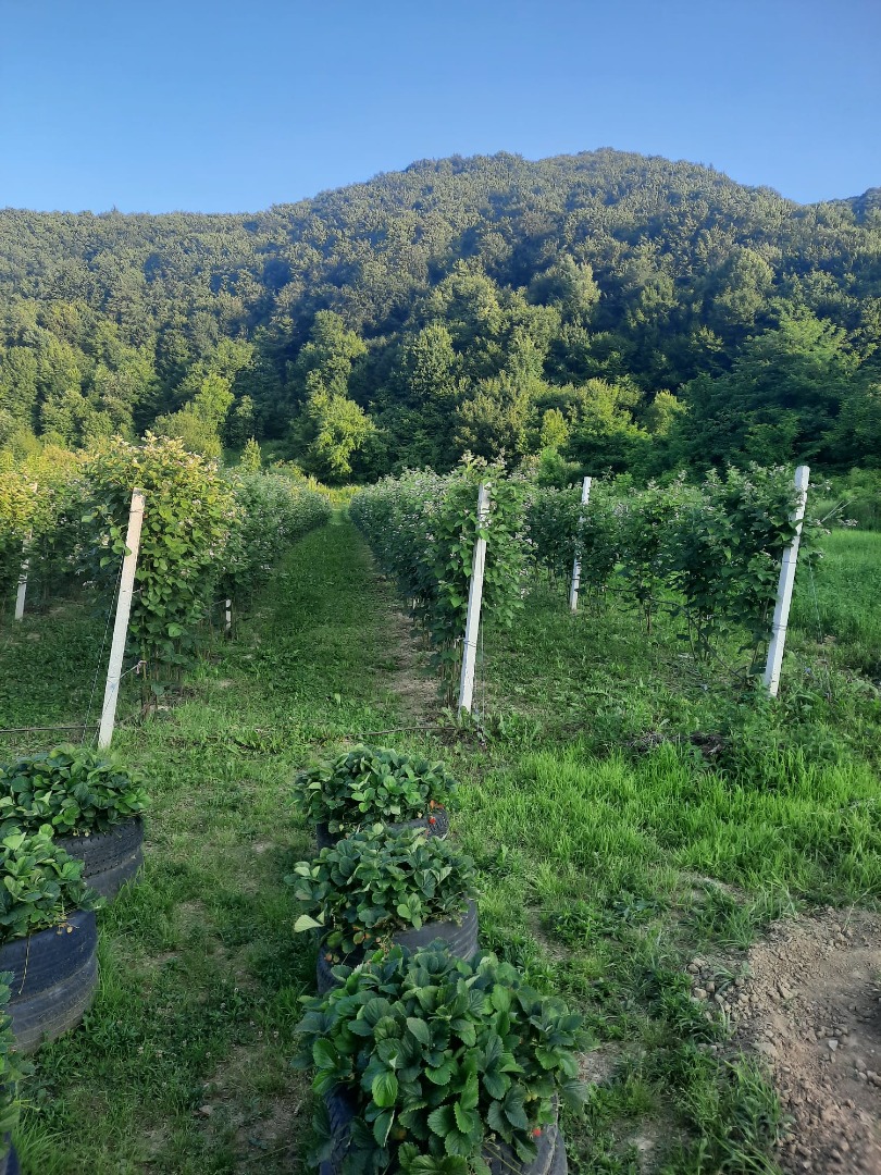 I am selling Chester blackberries - organic - (no treatment applied - except manure and water), harvest starting July 15, maximum 100 kg/day, in