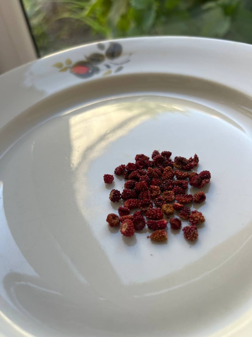 Wild strawberries dried 100 gram-15e plase write for price