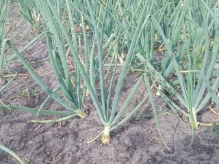 I will sell chives with onion