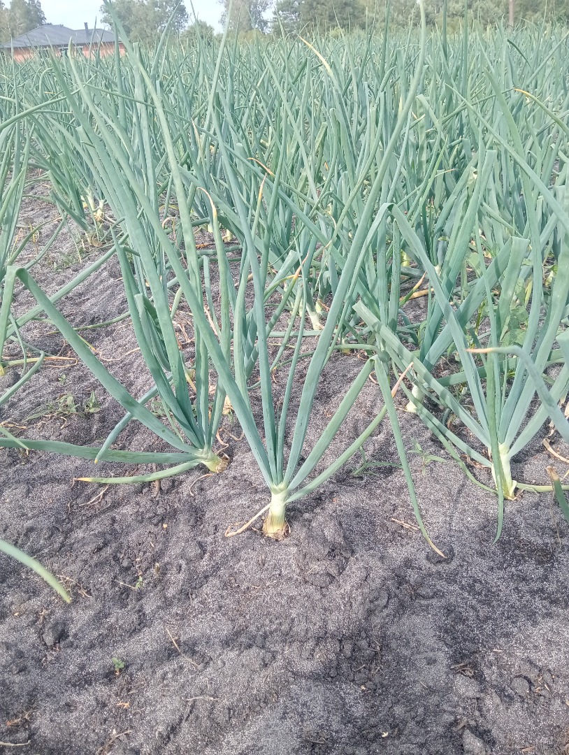 I will sell chives with onion